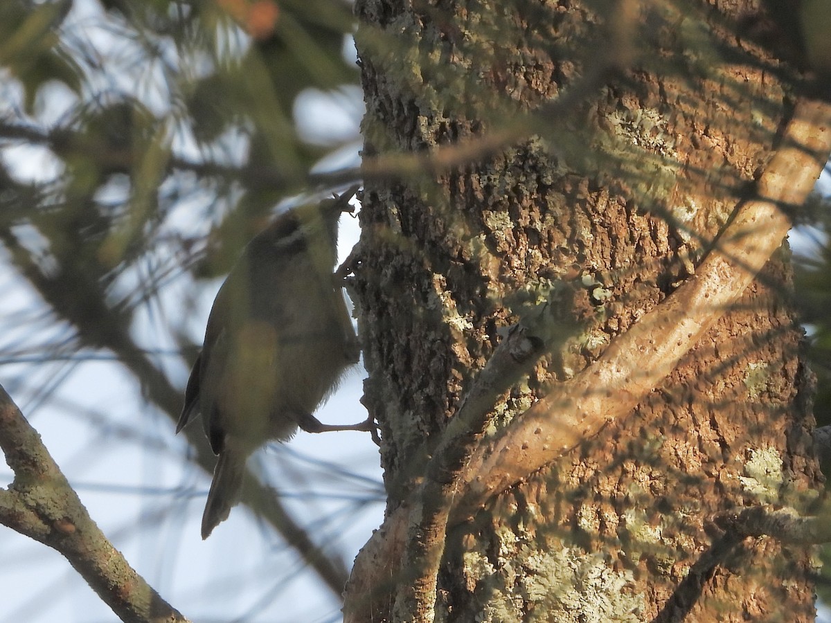 White-browed Scrubwren - ML642642996