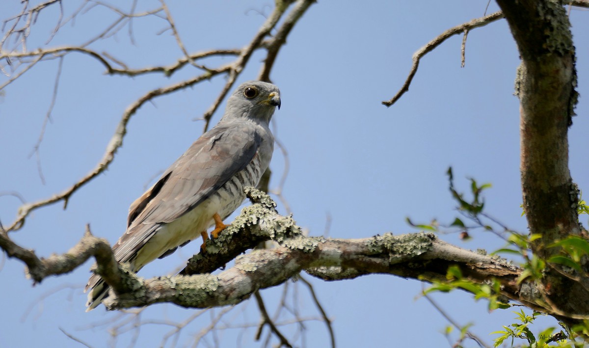 African Cuckoo-Hawk - ML642642998