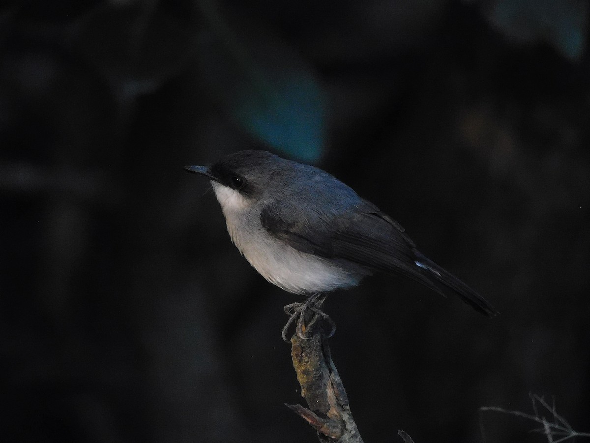 Mangrove Robin - ML642643010
