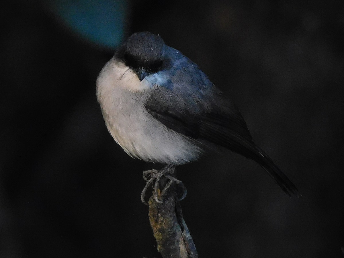 Mangrove Robin - ML642643011