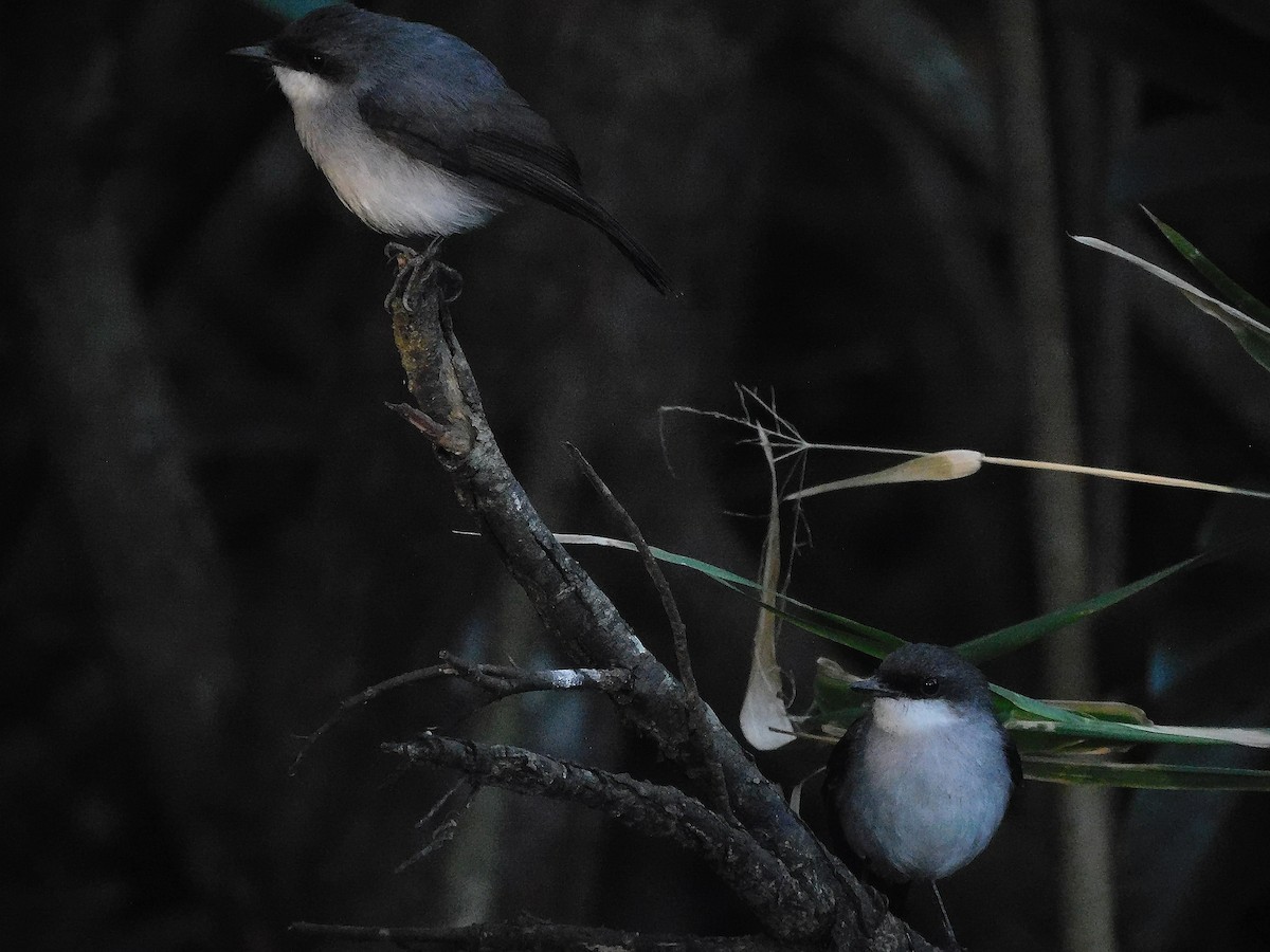 Mangrove Robin - ML642643012