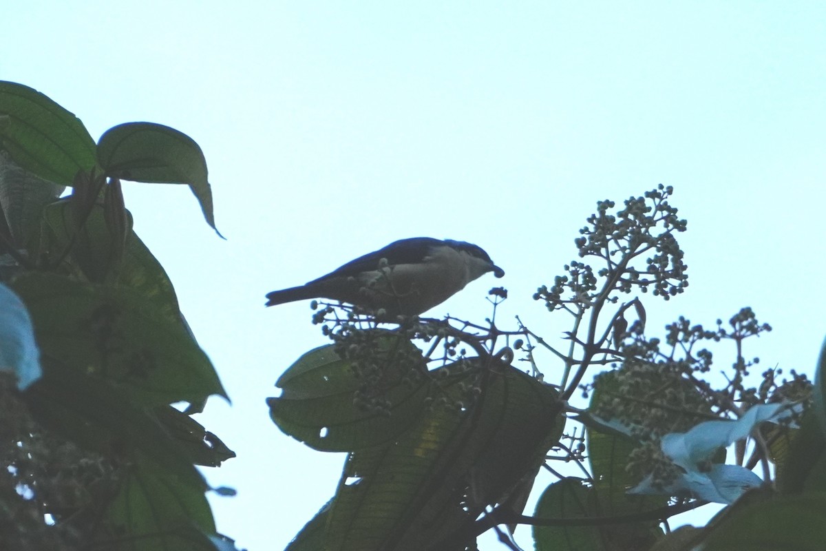 Fawn-breasted Tanager - ML642643053