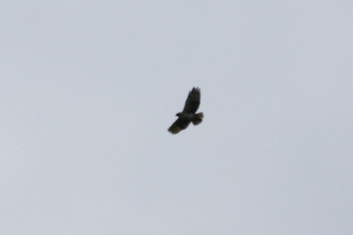 Hawaiian Hawk - ML642643056