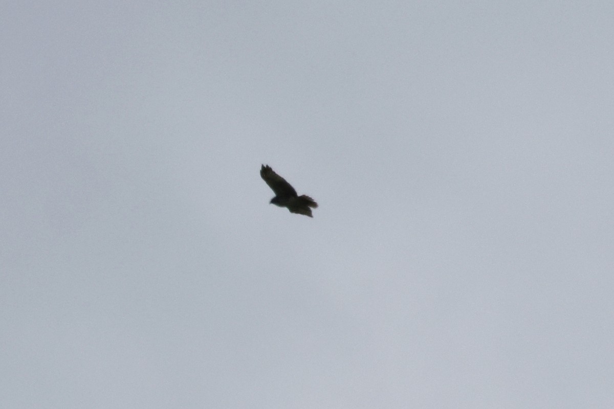 Hawaiian Hawk - ML642643057