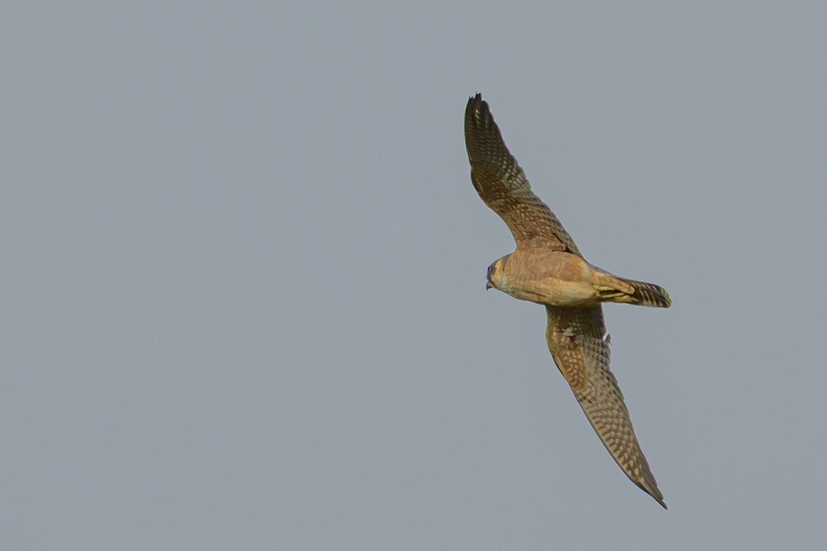 Australian Hobby - ML642643060