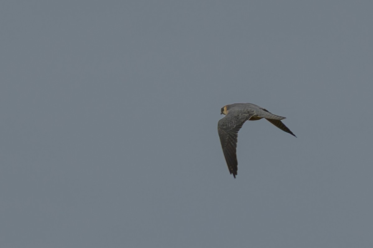Australian Hobby - ML642643061