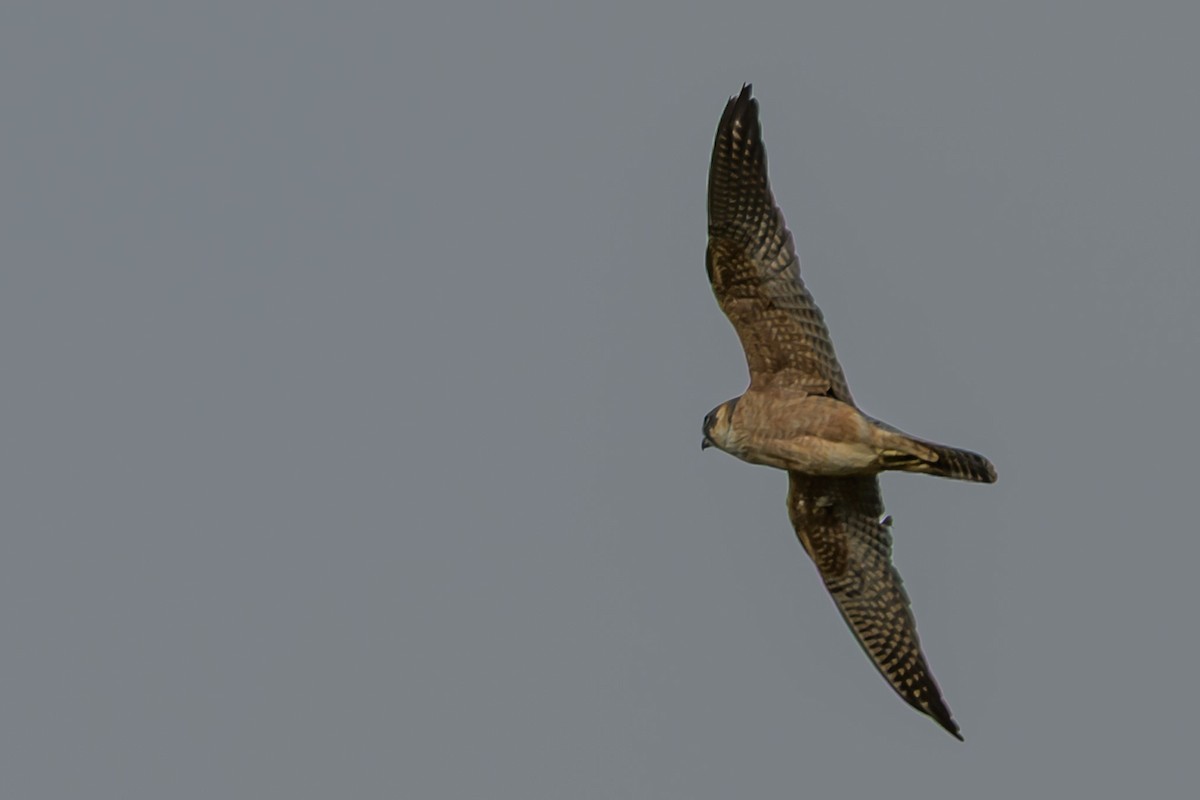 Australian Hobby - ML642643062
