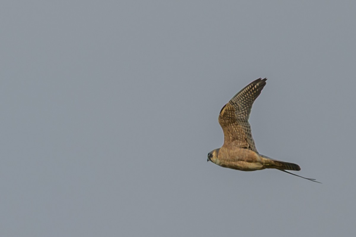 Australian Hobby - ML642643063