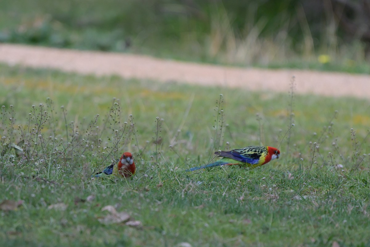 Eastern Rosella - ML642643068