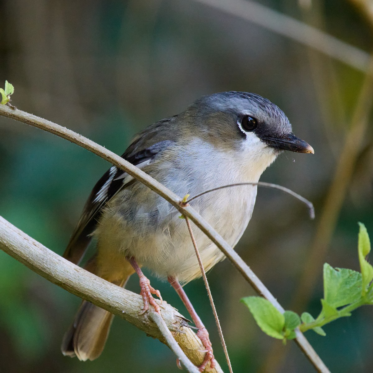 Gray-headed Robin - ML642643084