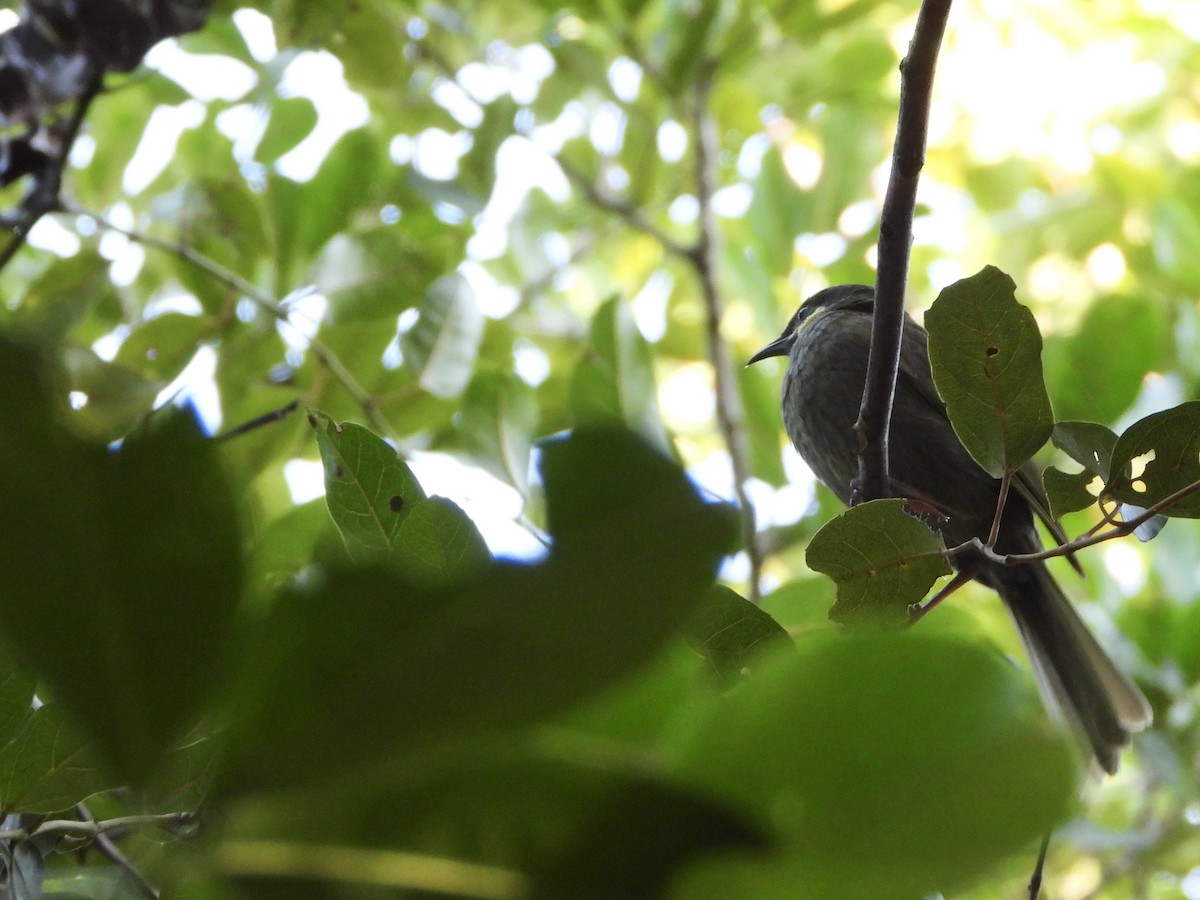Lewin's Honeyeater - ML642643089