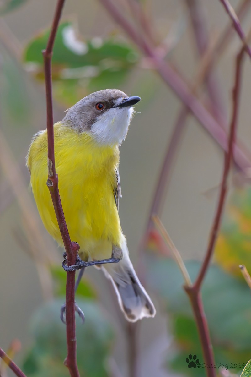 White-throated Gerygone - ML642643090