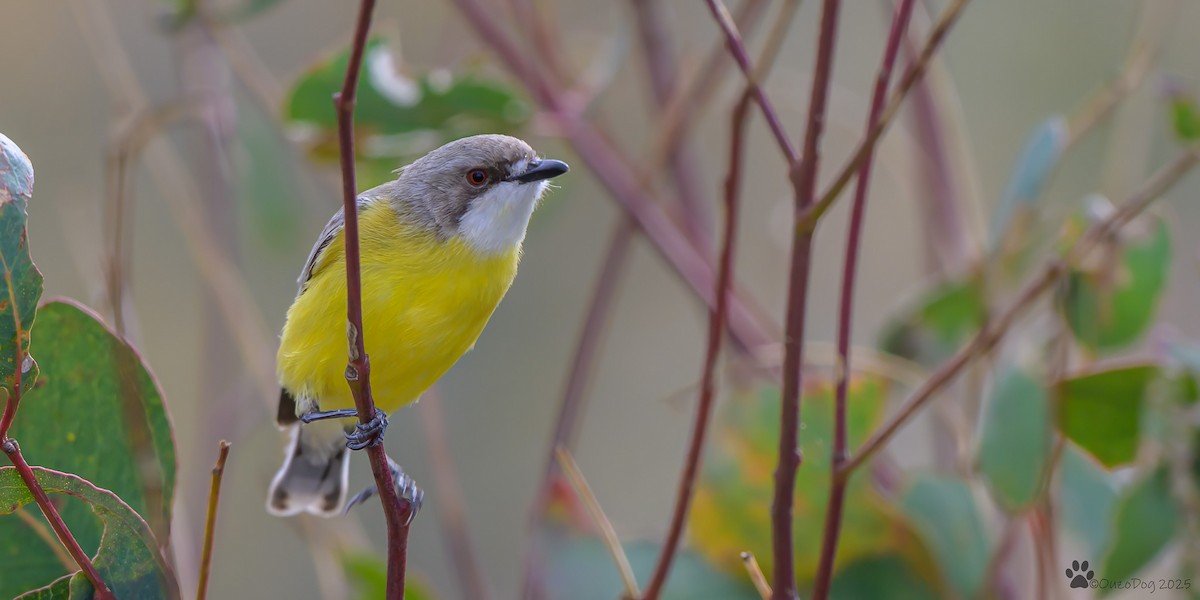 White-throated Gerygone - ML642643091