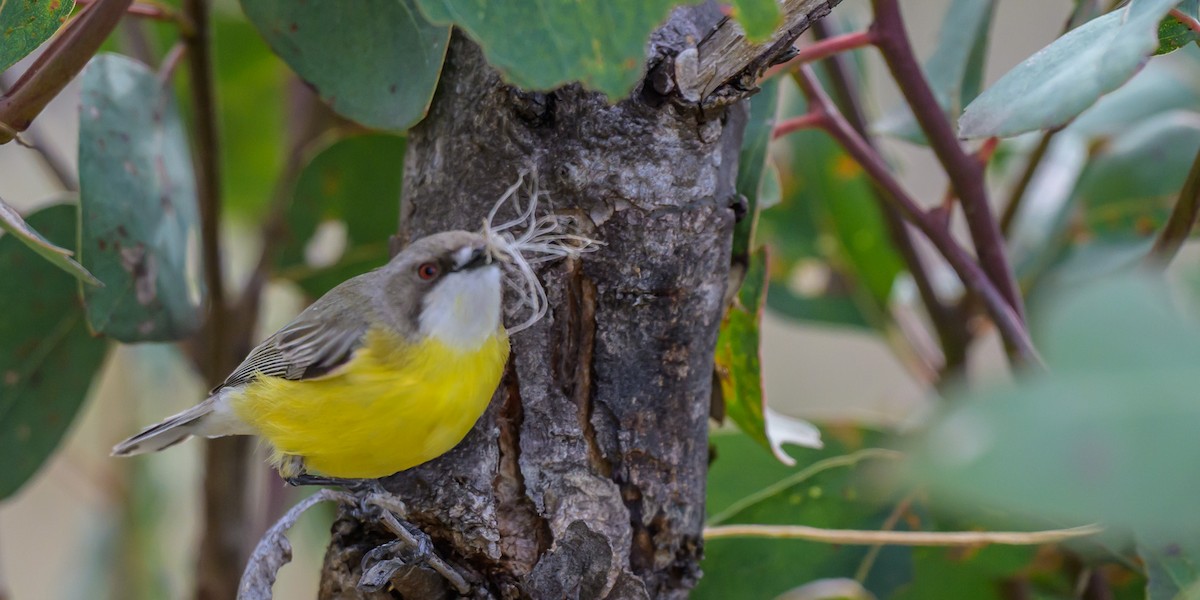 White-throated Gerygone - ML642643093