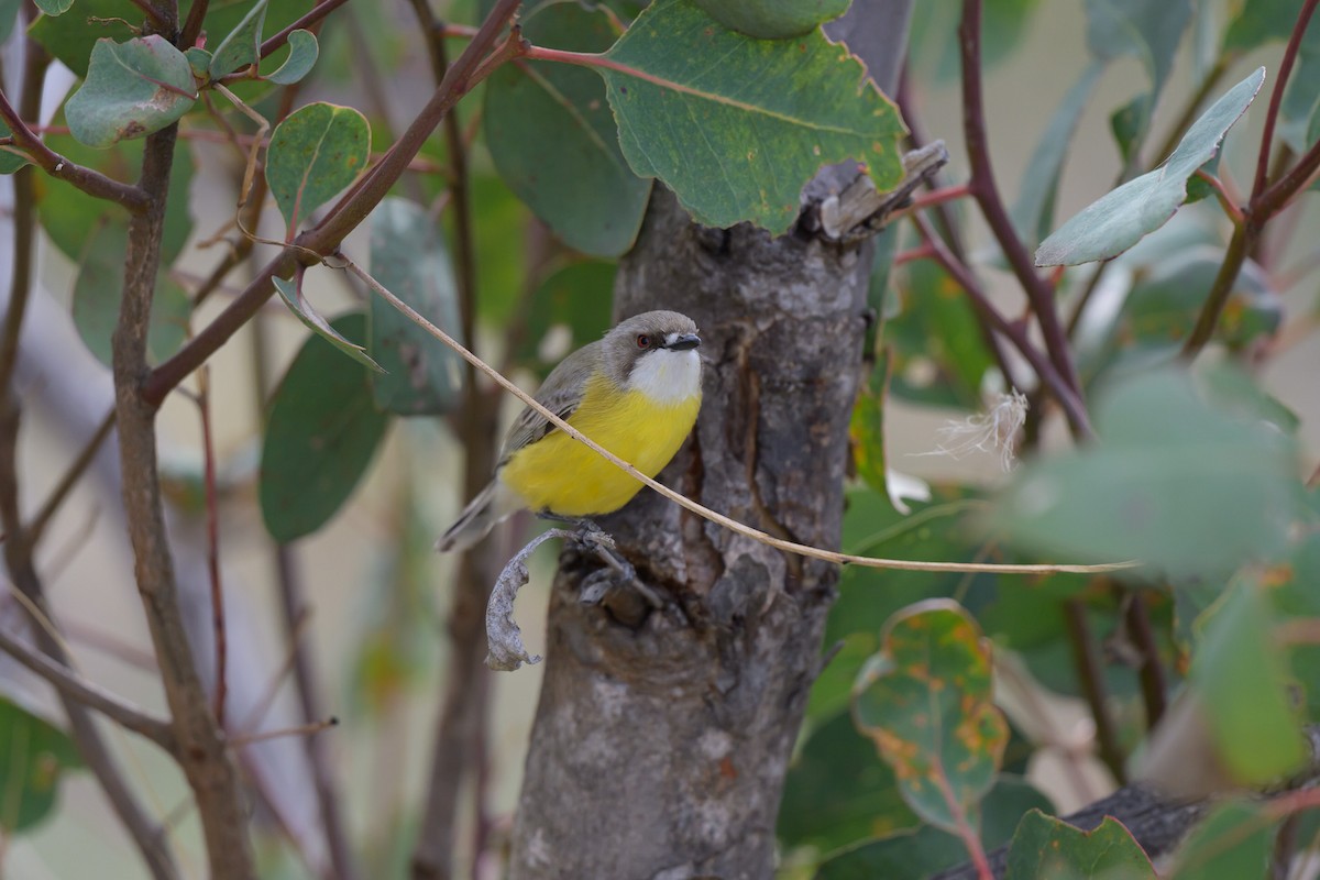 White-throated Gerygone - ML642643094