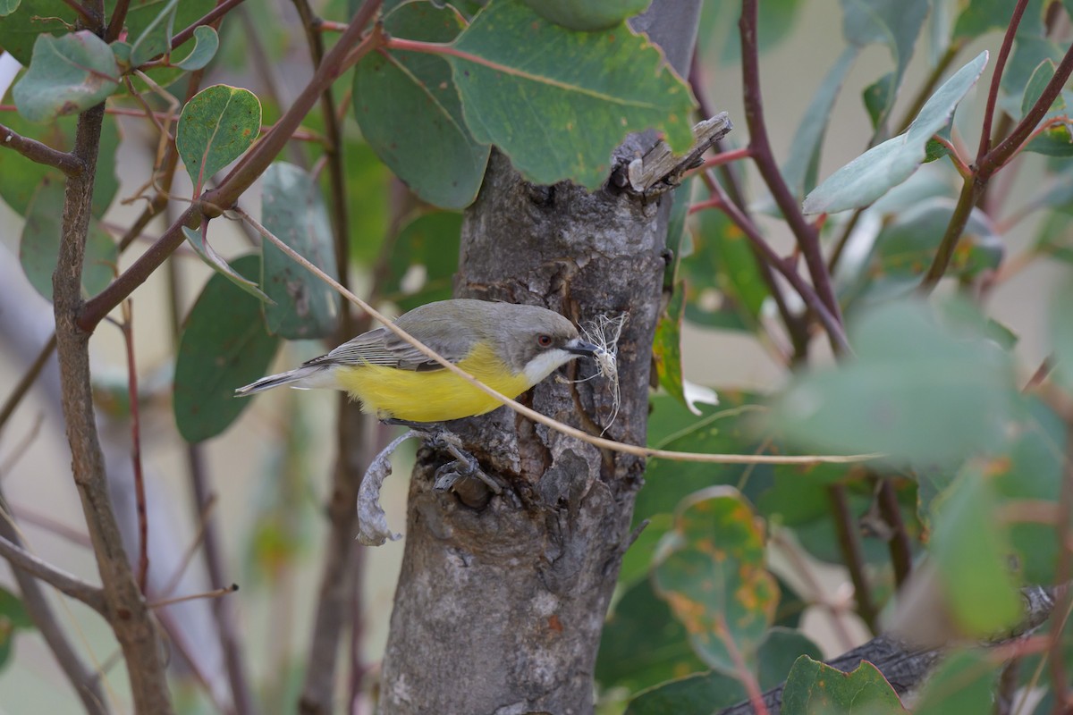 White-throated Gerygone - ML642643095