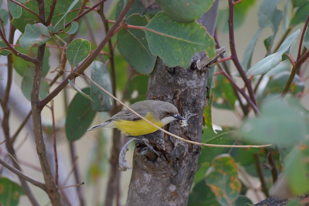 White-throated Gerygone - ML642643096