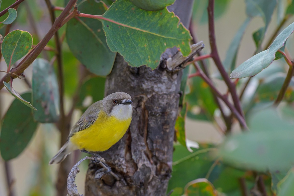 White-throated Gerygone - ML642643097