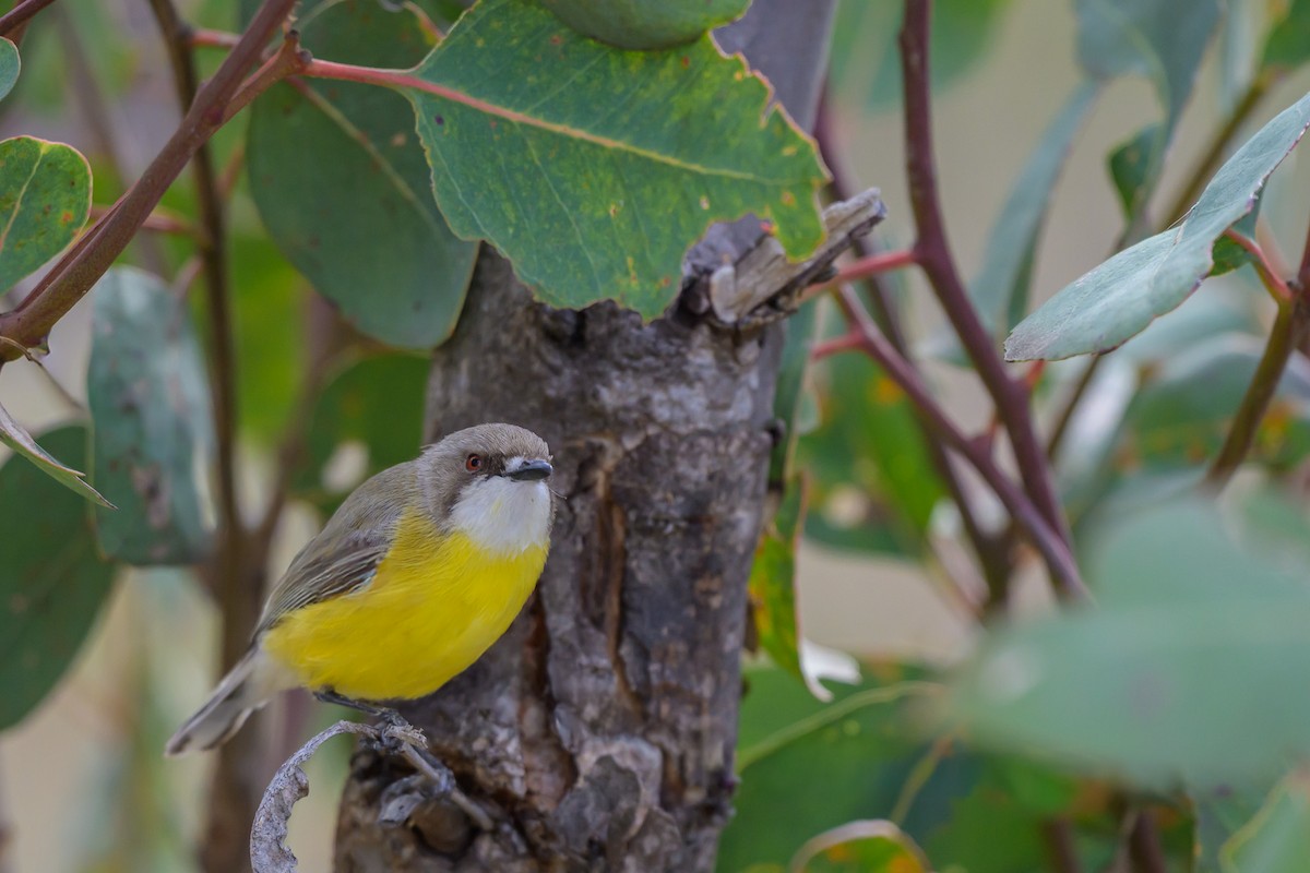 White-throated Gerygone - ML642643098