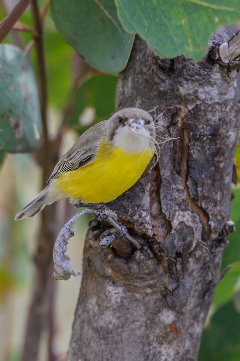 White-throated Gerygone - ML642643099