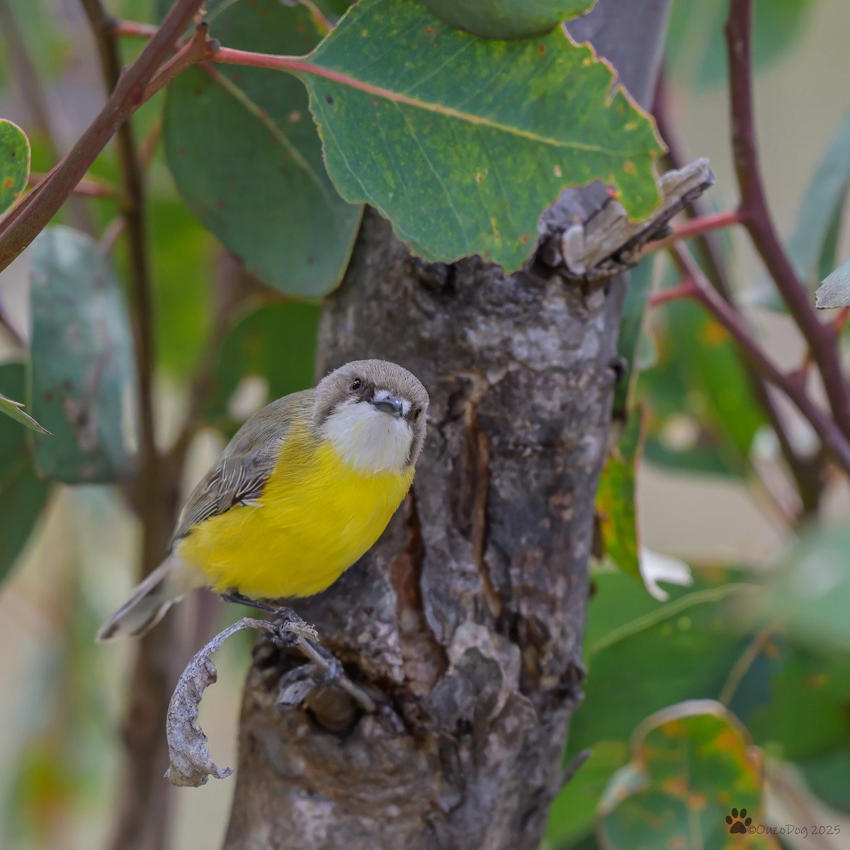 White-throated Gerygone - ML642643100