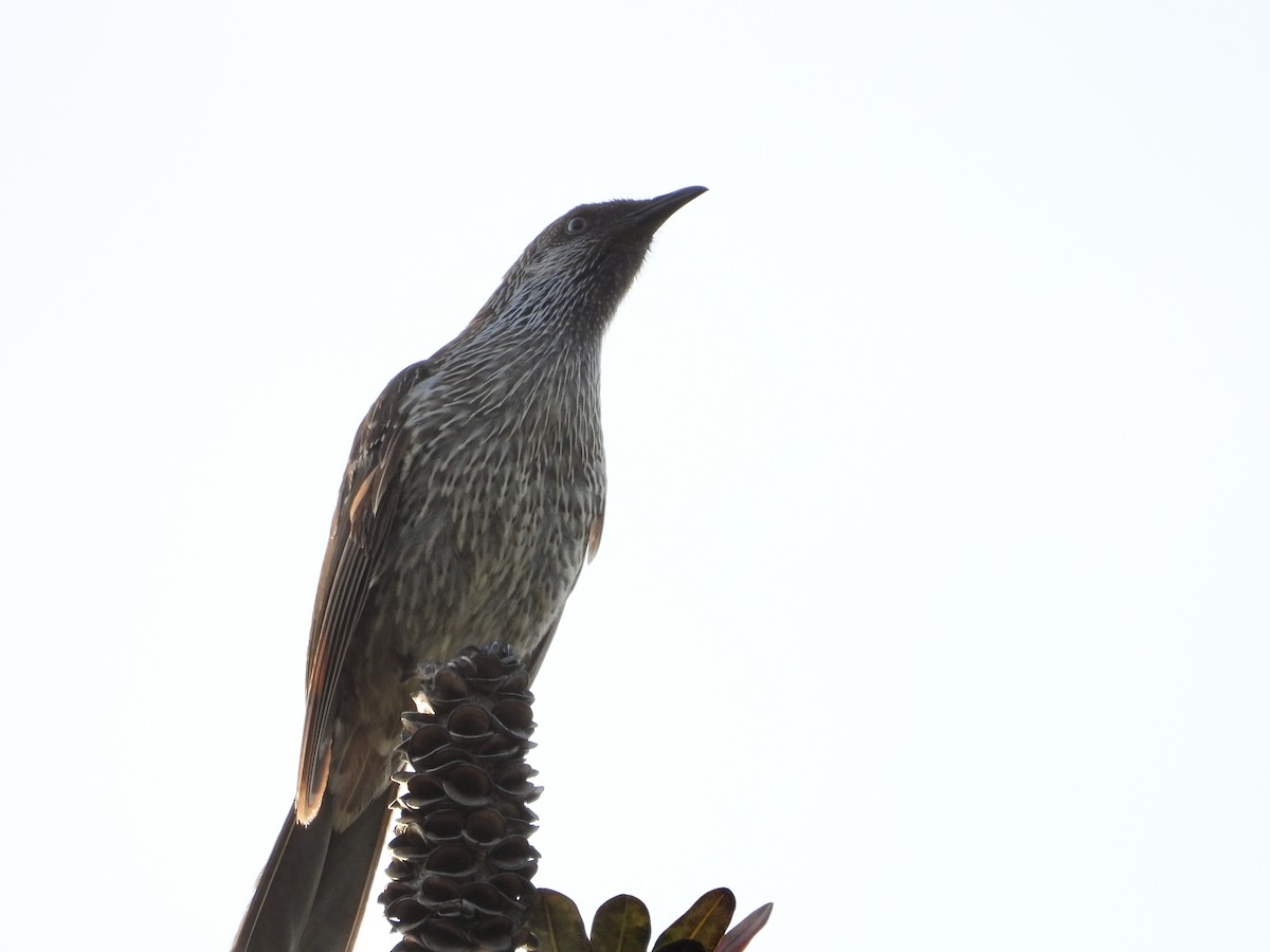 Little Wattlebird - ML642643101