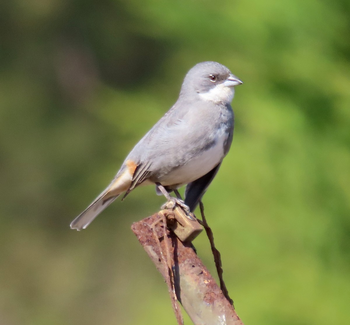 Diuca Finch - ML642643103