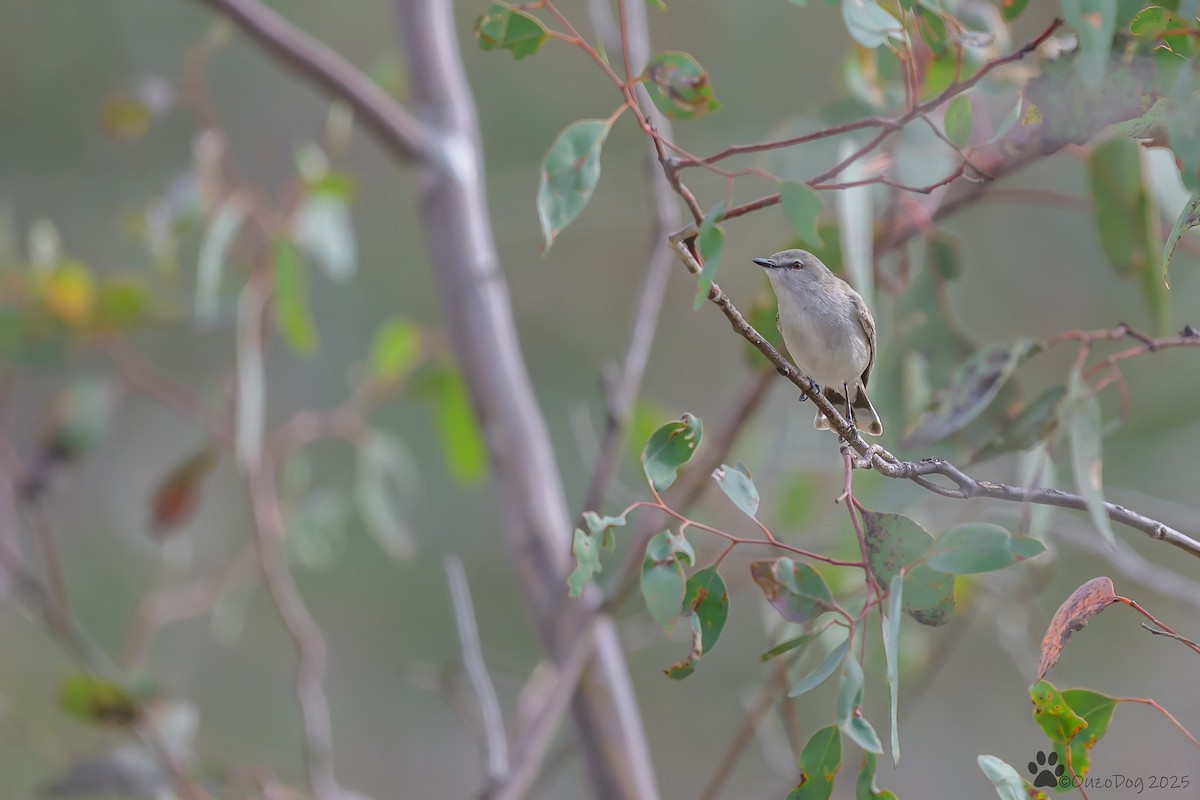 Western Gerygone - ML642643105
