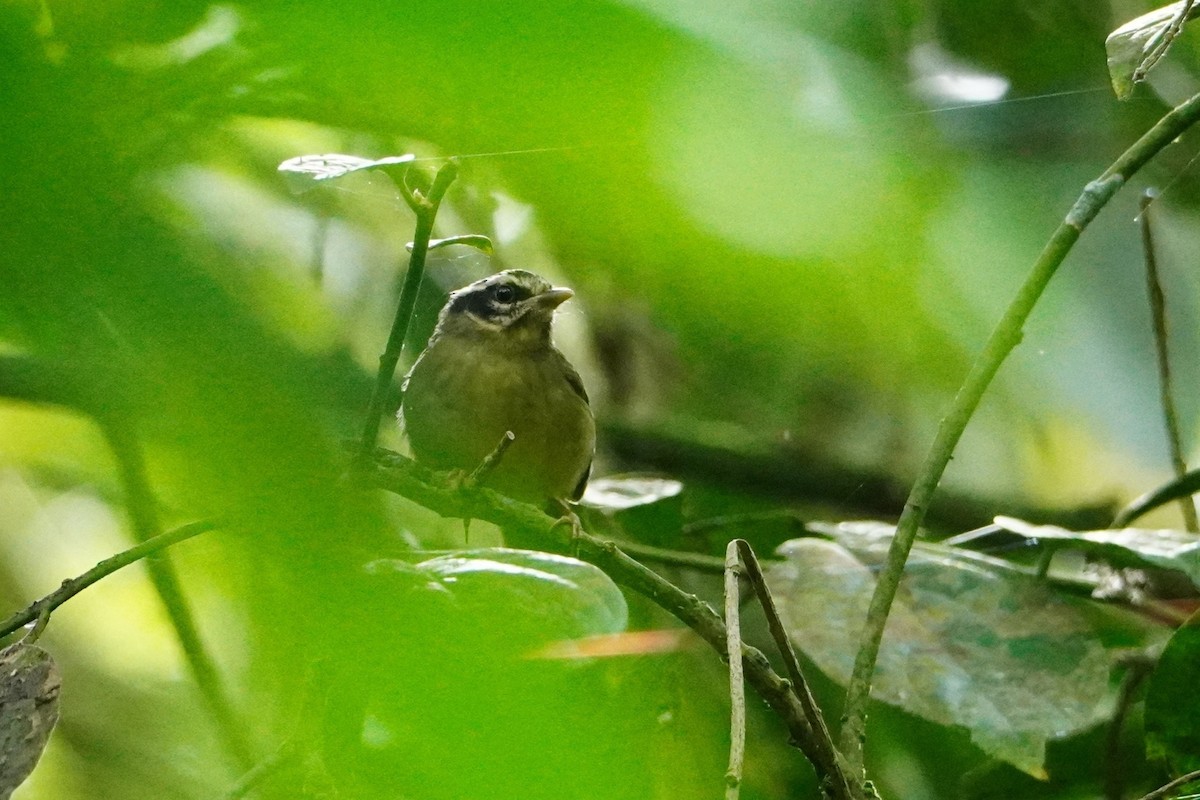 Three-striped Warbler - ML642643113