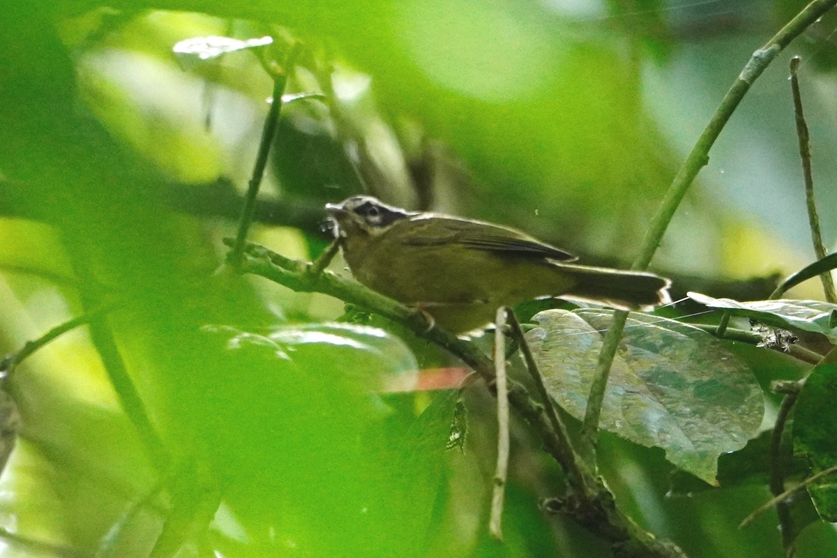 Three-striped Warbler - ML642643114