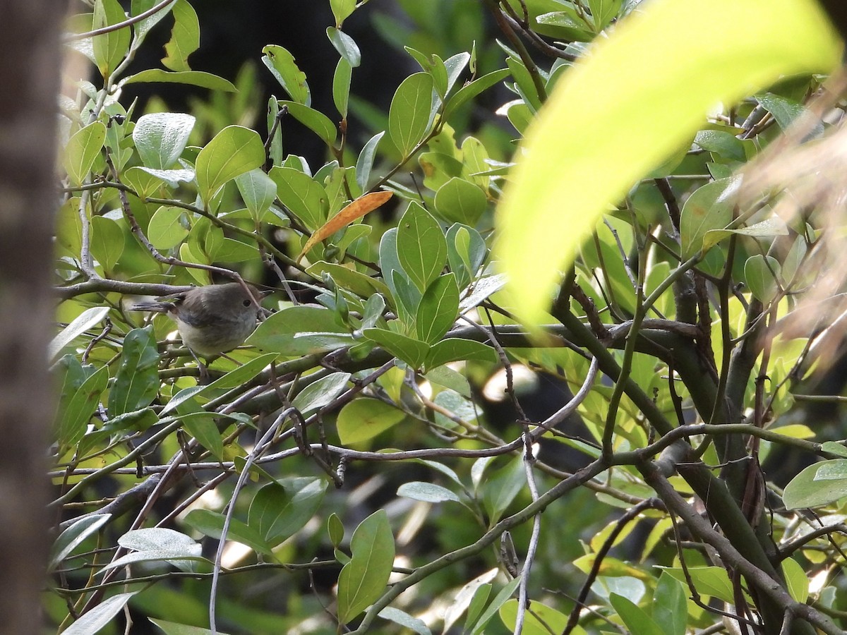 Brown Thornbill - ML642643122