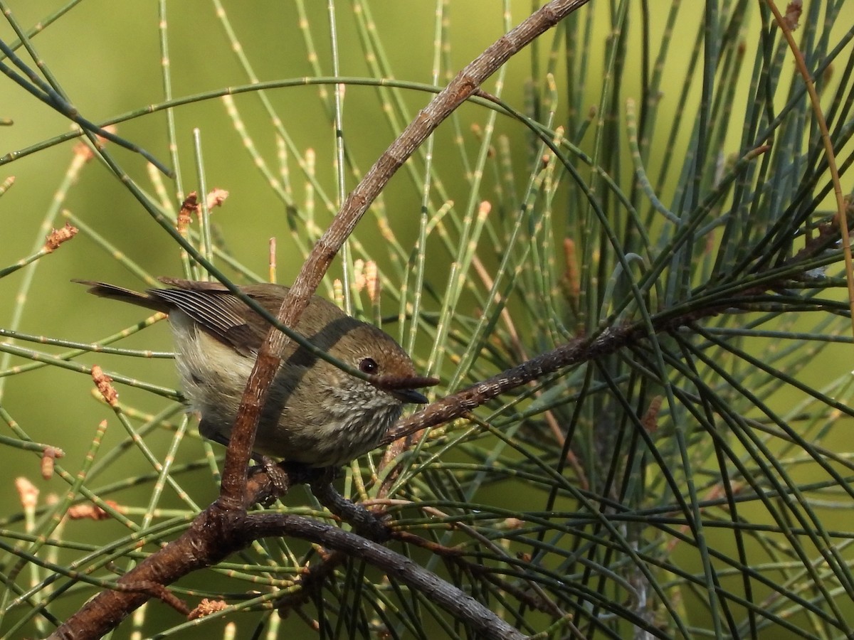 Brown Thornbill - ML642643123