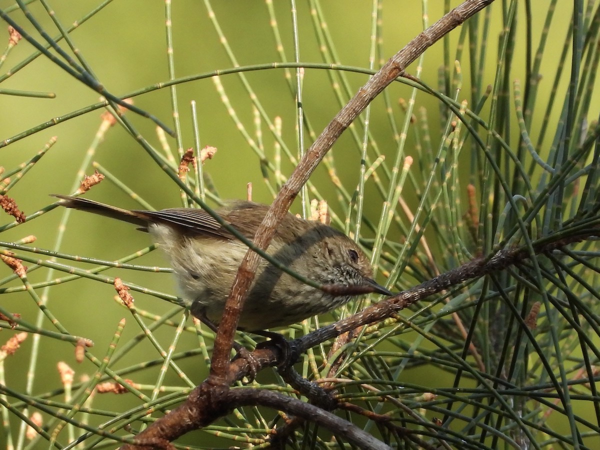 Brown Thornbill - ML642643124