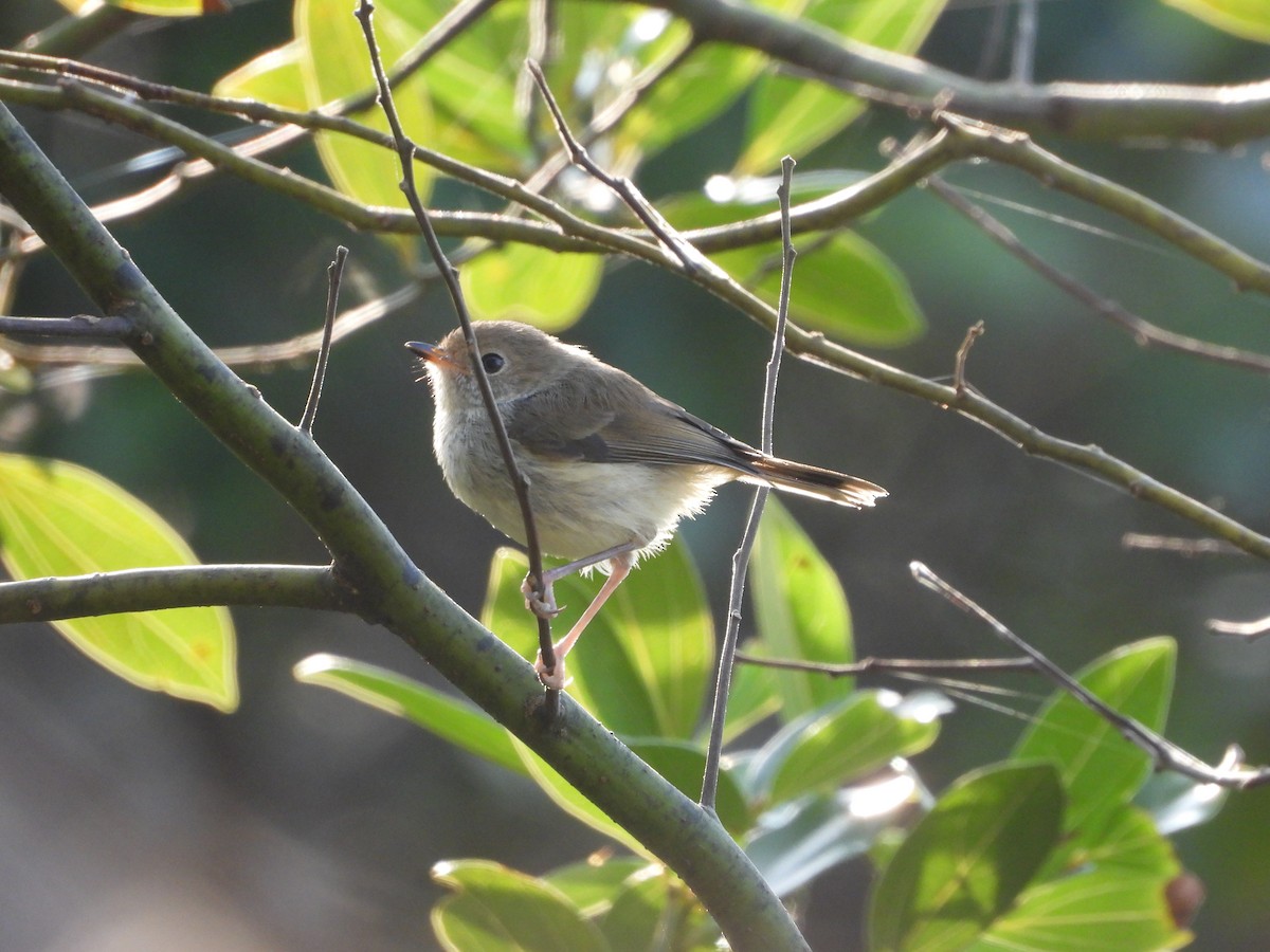 Brown Thornbill - ML642643125