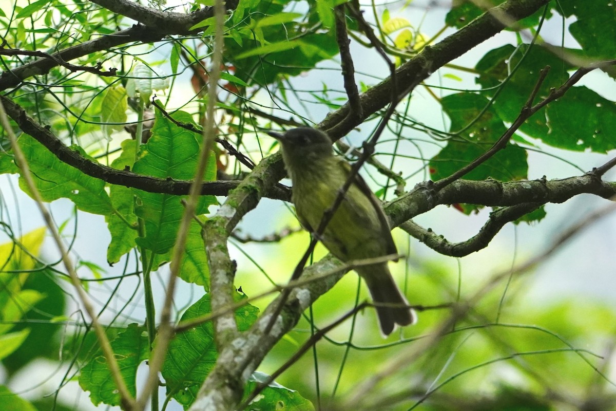 Streak-necked Flycatcher - ML642643133