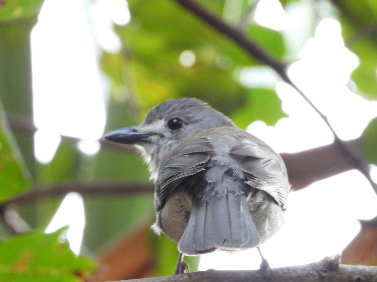 Gray Shrikethrush - ML642643135