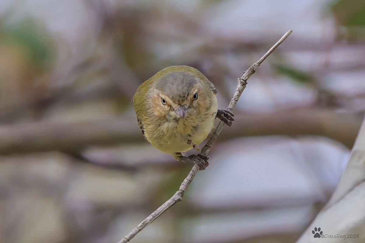 Weebill - ML642643136
