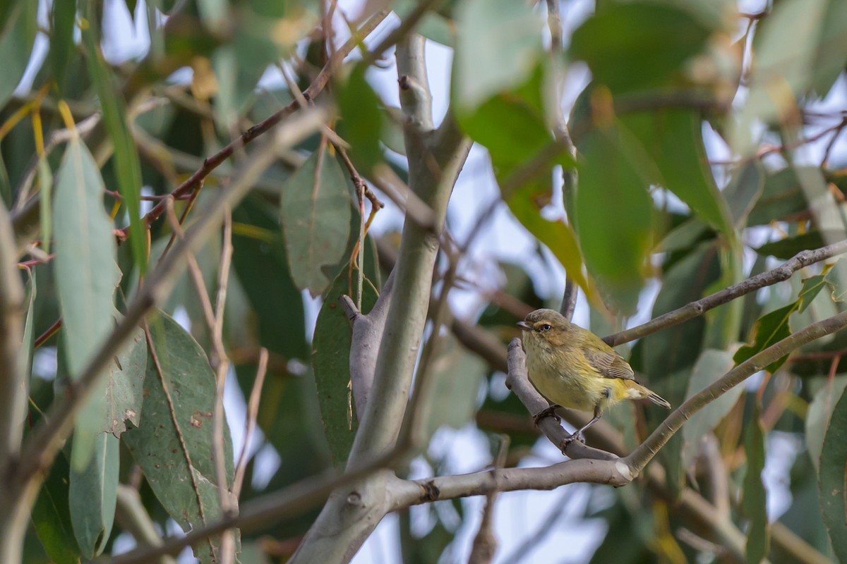Weebill - ML642643137
