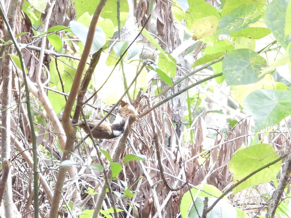 Eastern Whipbird - ML642643138