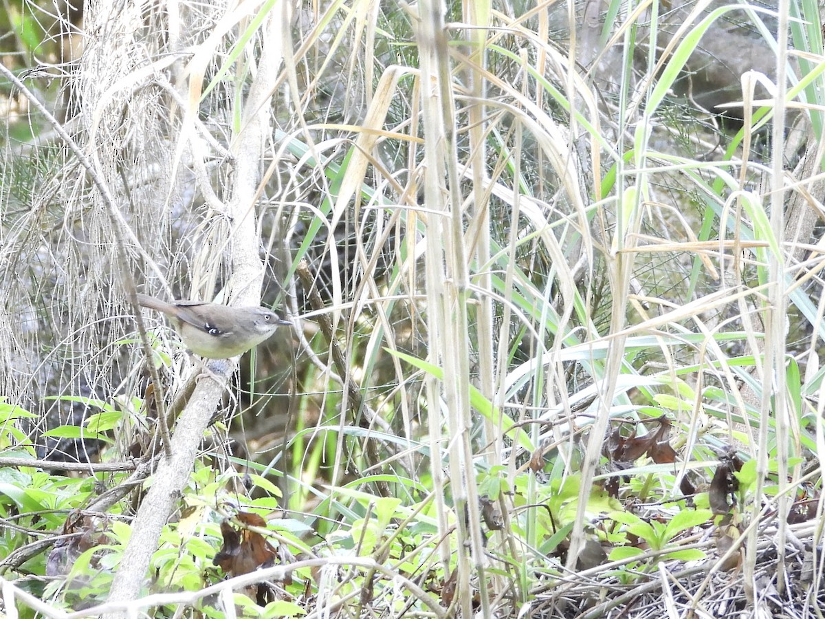 White-browed Scrubwren - ML642643143