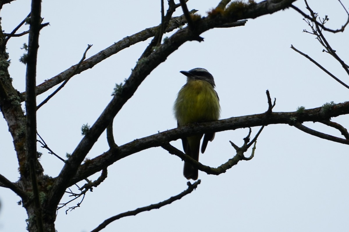 Golden-bellied Flycatcher - ML642643146