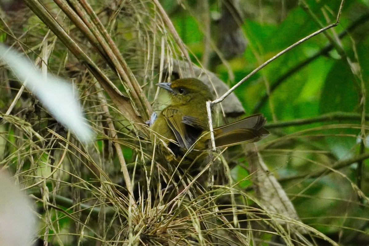 チャイロモリフウキンチョウ - ML642643152