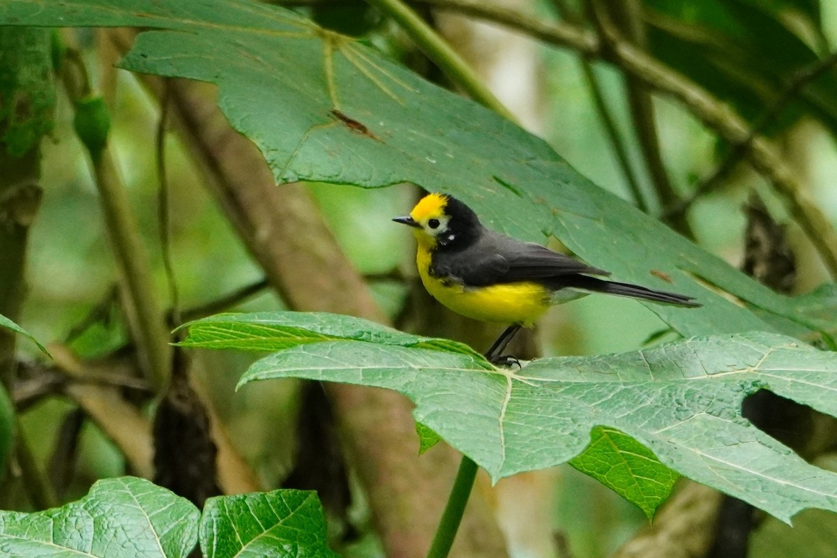 Golden-fronted Redstart - ML642643163