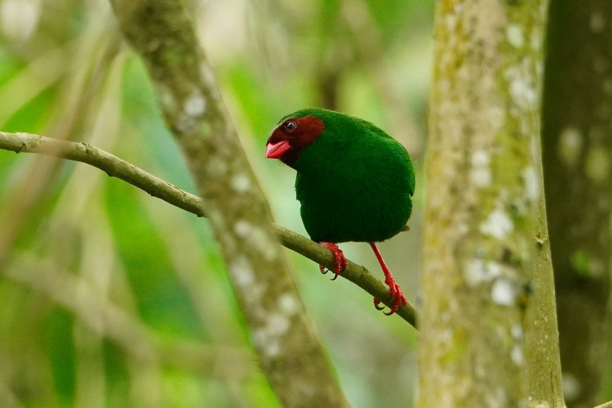 Grass-green Tanager - ML642643164
