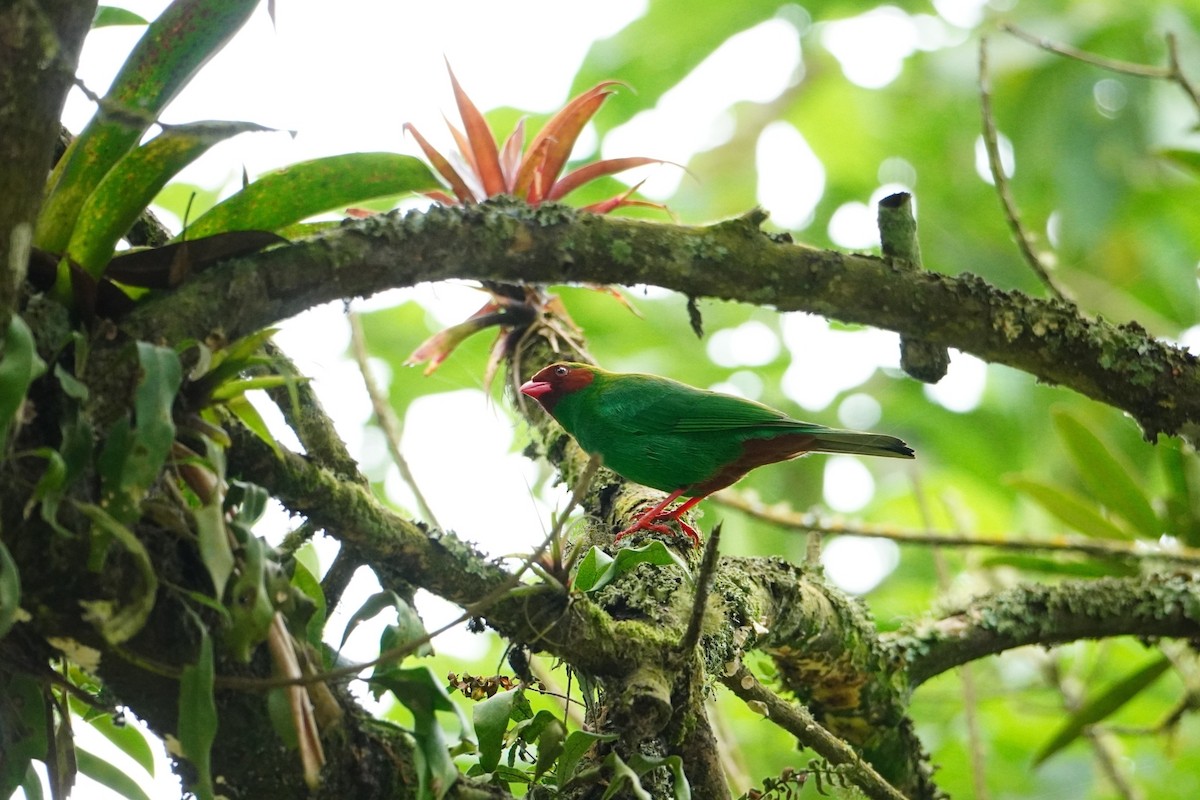 Grass-green Tanager - ML642643165