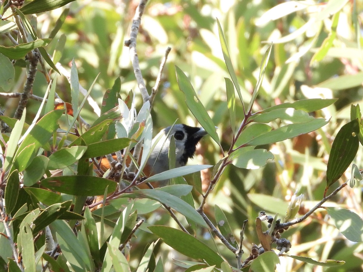 Black-faced Monarch - ML642643167