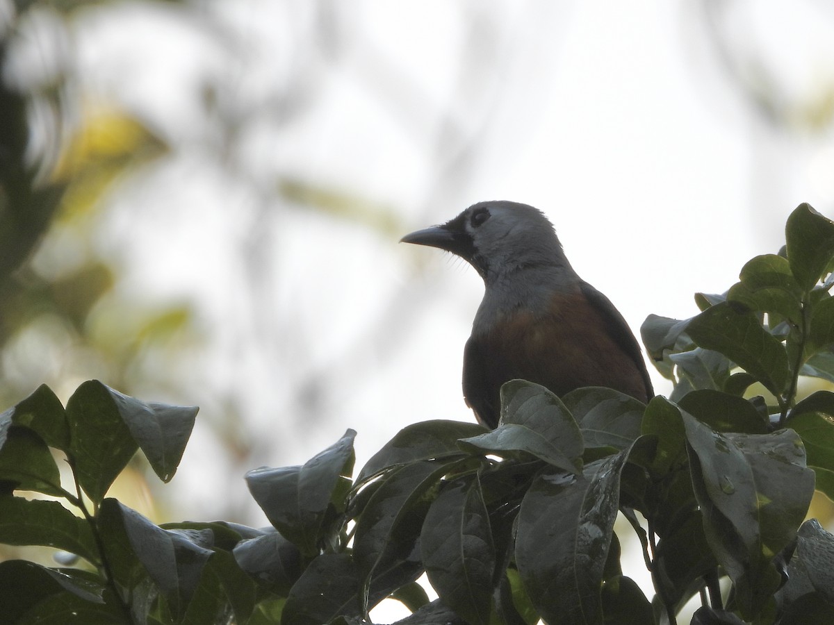 Black-faced Monarch - ML642643168