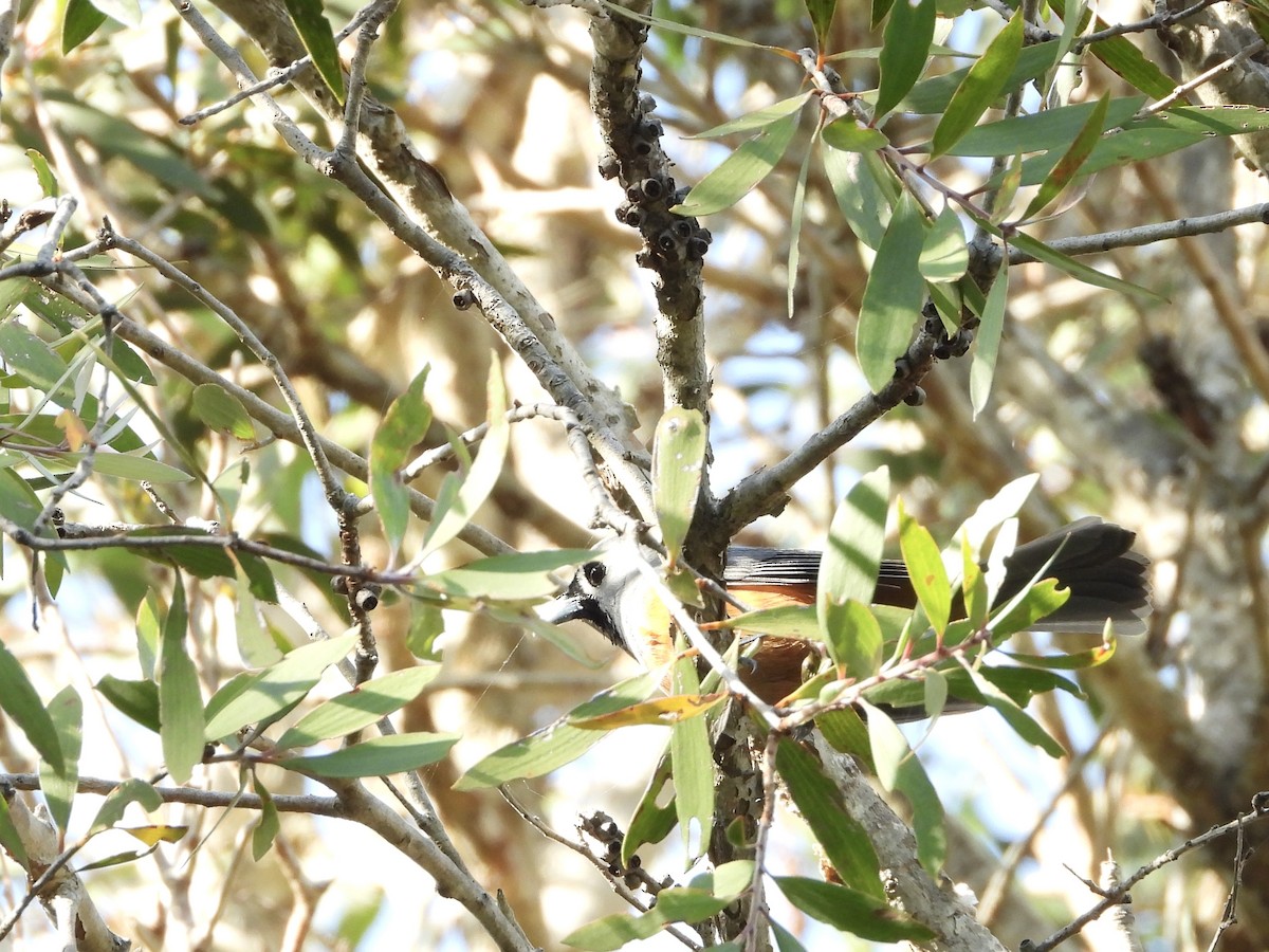 Black-faced Monarch - ML642643169