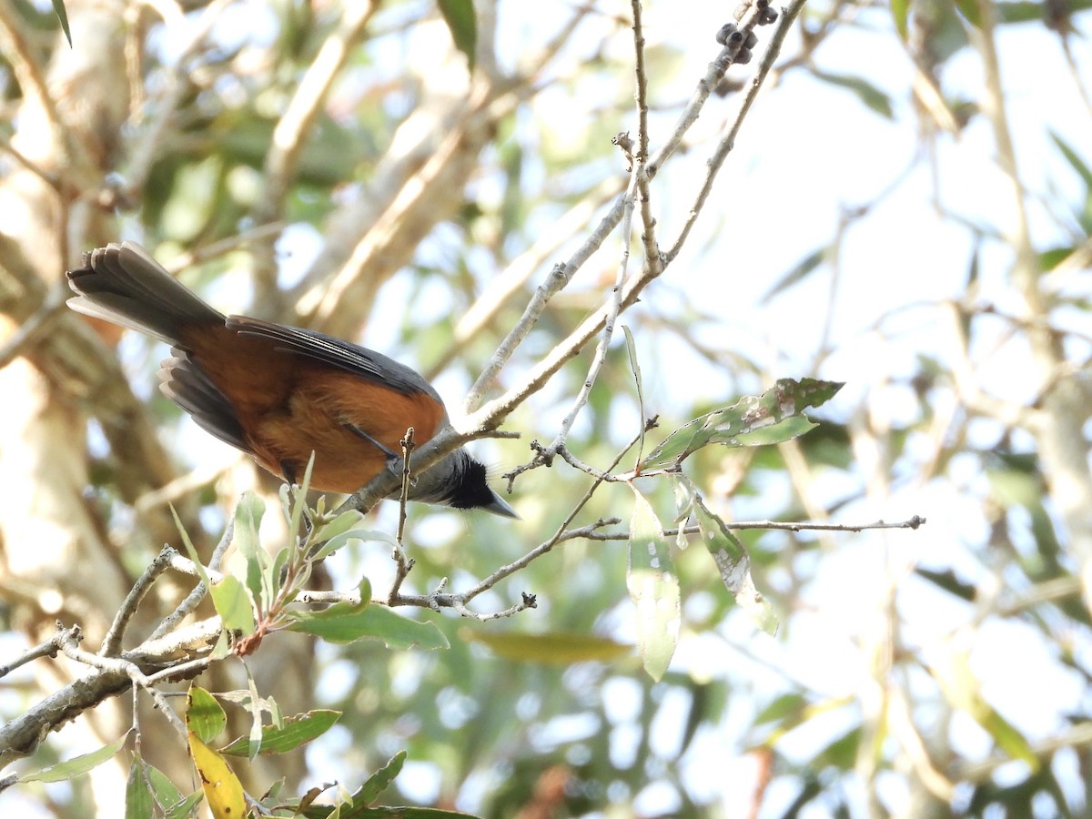 Black-faced Monarch - ML642643170