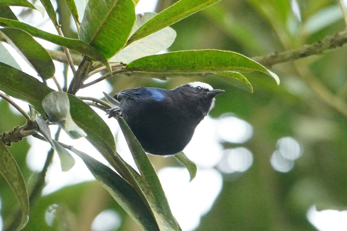 Capped Conebill - ML642643171